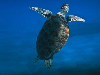 Komodo Island Turtle