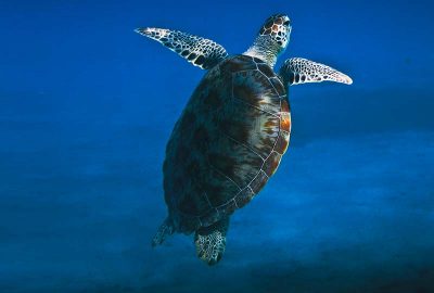 Komodo Island Turtle